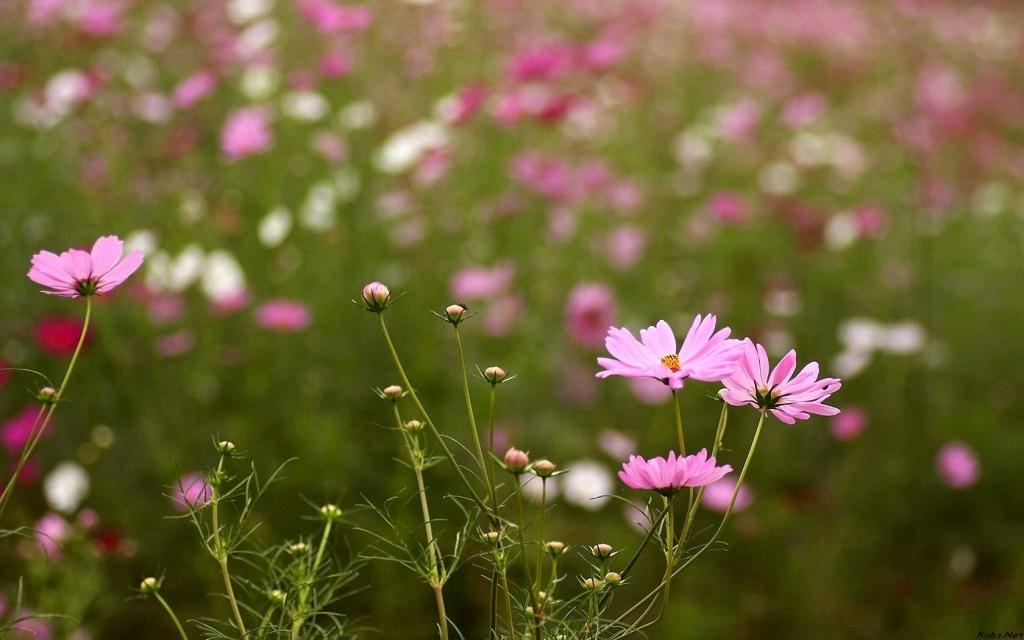 清新的大波斯菊
