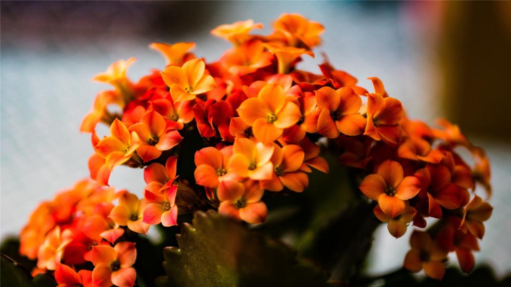 漂亮的长寿花唯美写真