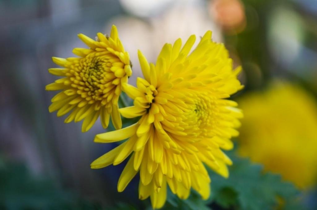 九九重阳节菊花微距摄影