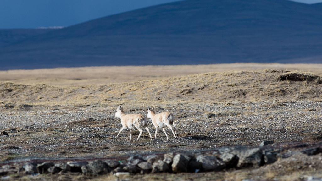 青海可可西里唯美自然风光