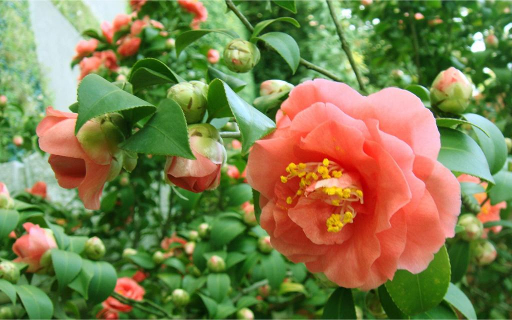 曼佗罗花(山茶花)图片