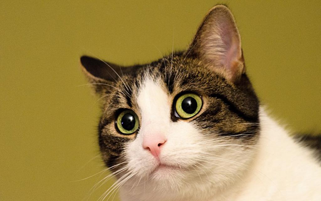 可爱软萌的猫咪