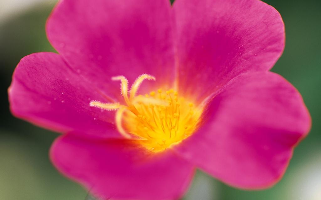 宽屏阳光下的鲜花特写
