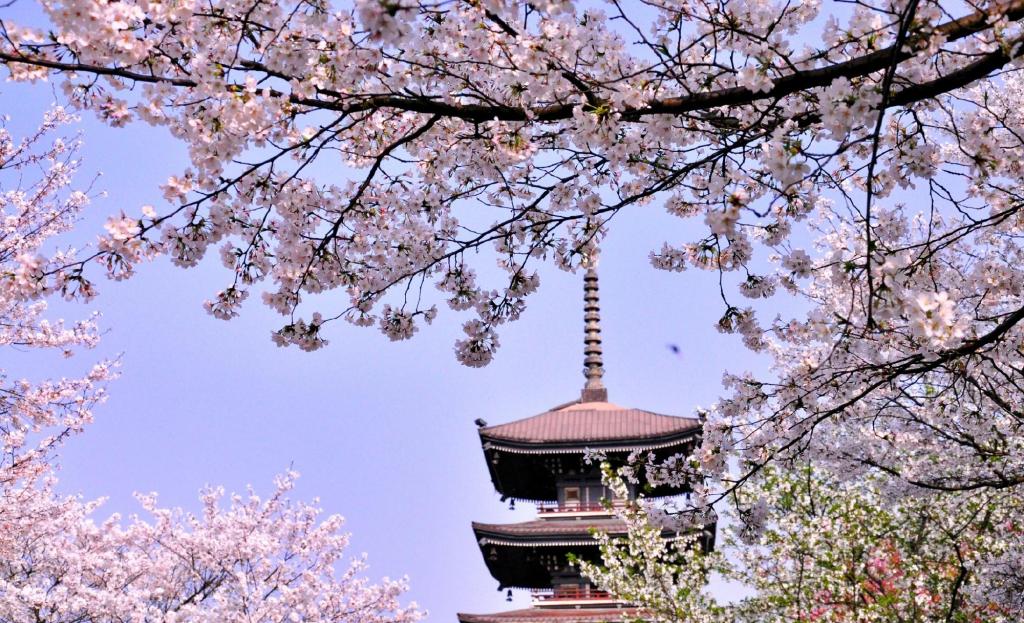 武大樱花将进入盛开期