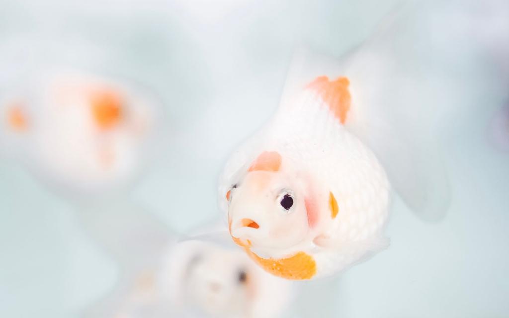 清爽干净白色小清新写真