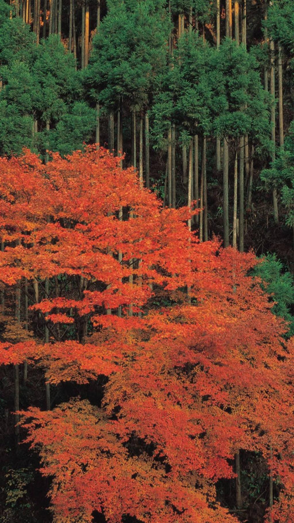 原野风景摄影图片