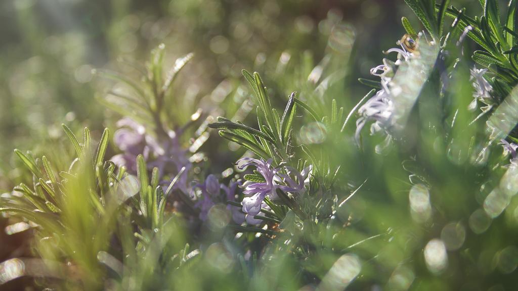 清新宜人的迷迭香花草
