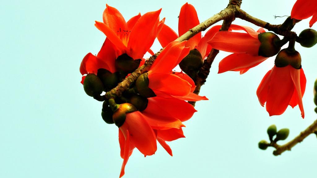 春天里的木棉花