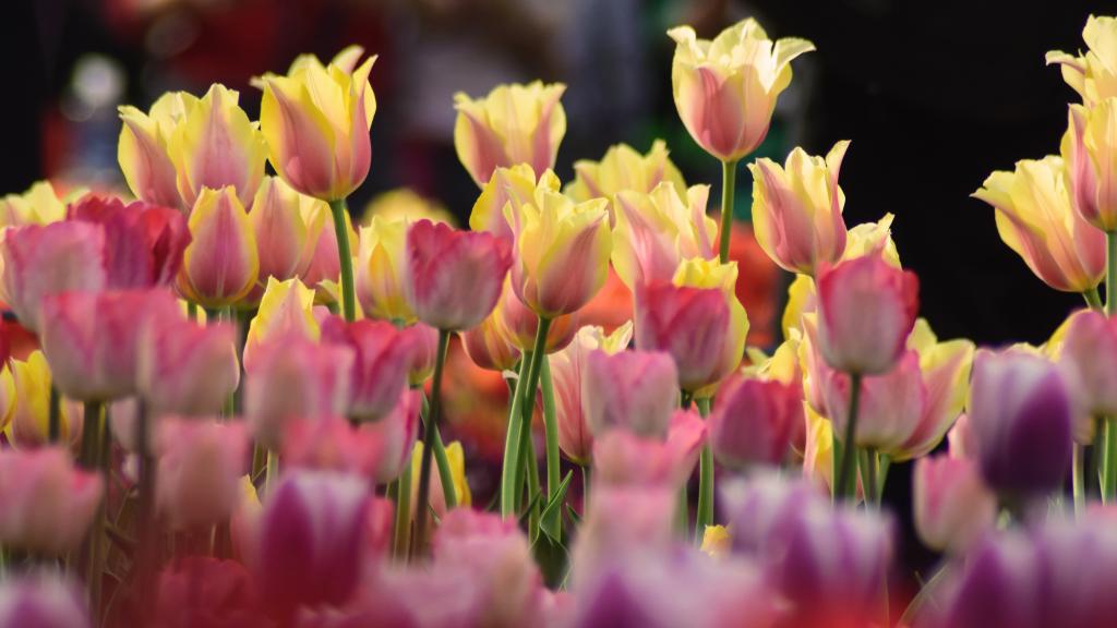 浪漫粉色情人花