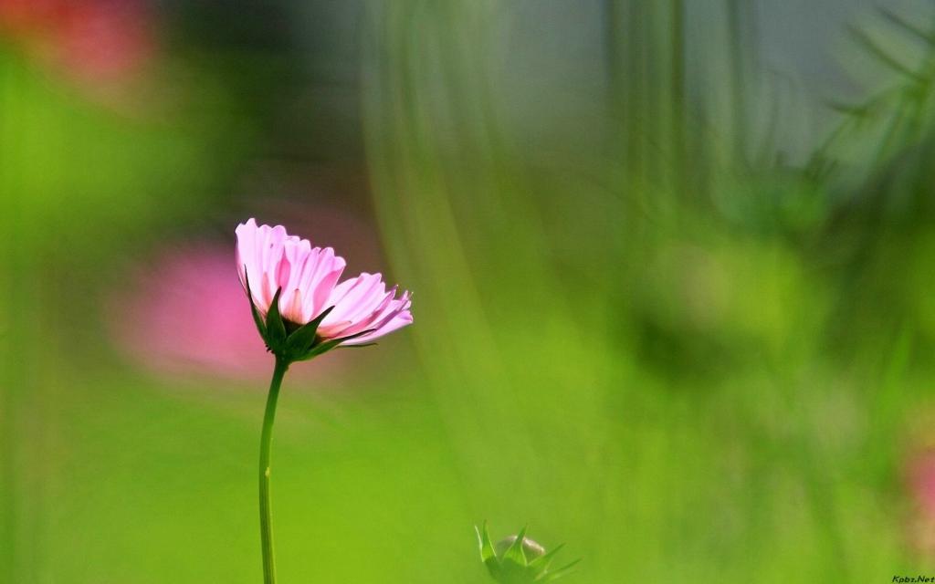 清新的大波斯菊