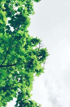 好看小清新绿叶-2