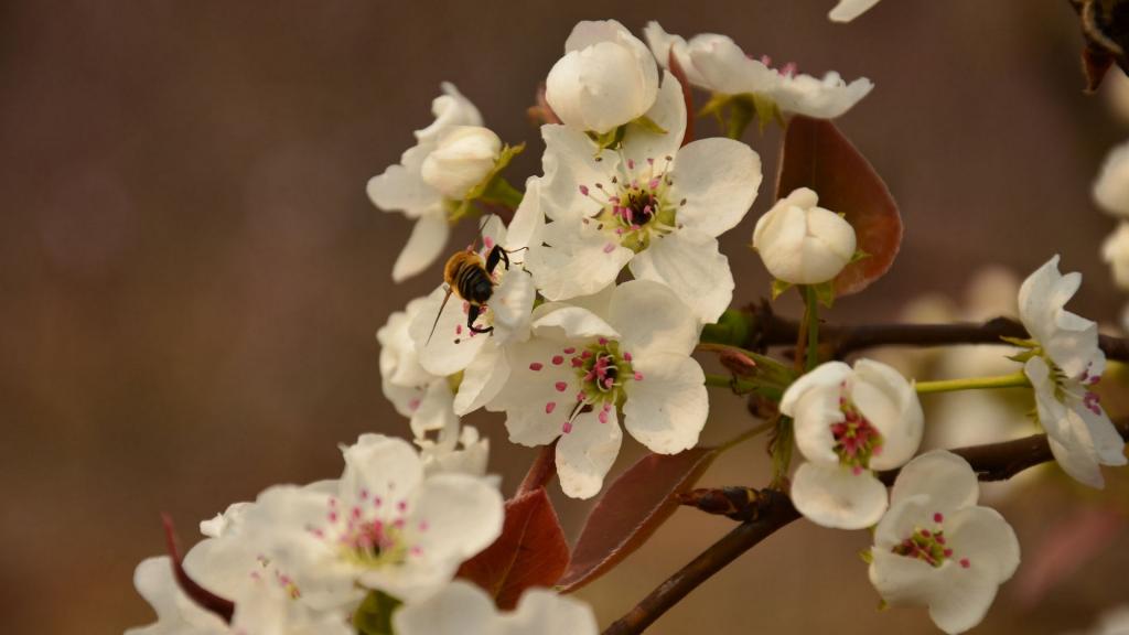 洁白如雪的梨花