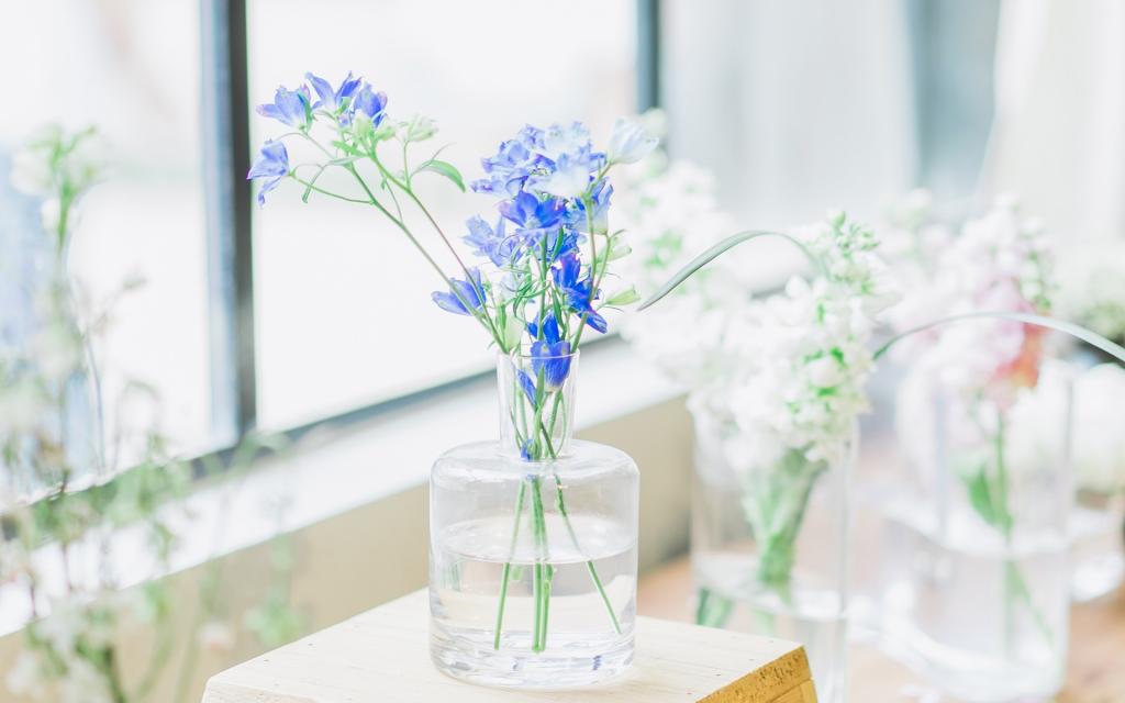 室内小清闲花卉