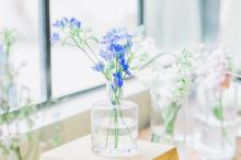 室内小清闲花卉