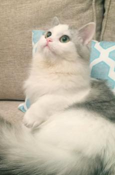 可爱小猫咪超萌写真-3