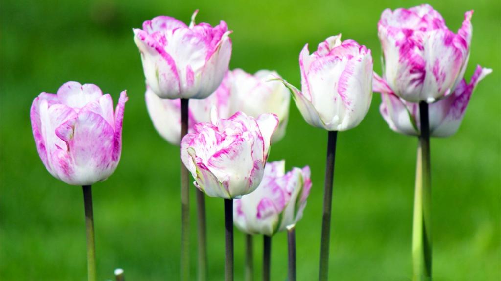 优雅高贵郁金香