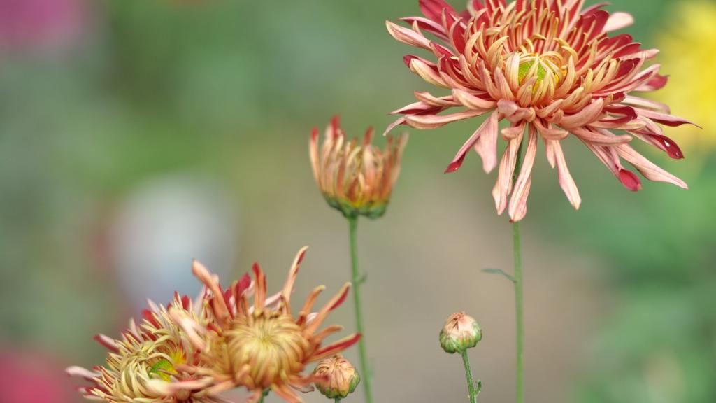 花园里盛开的鲜花