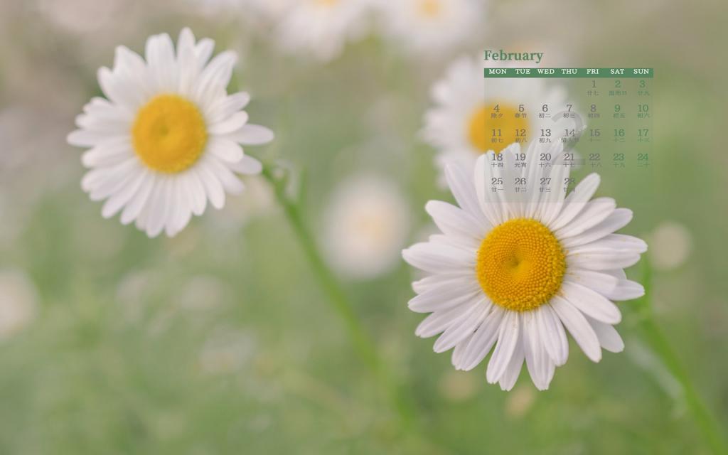 2019年2月小清新花朵唯美写真日历