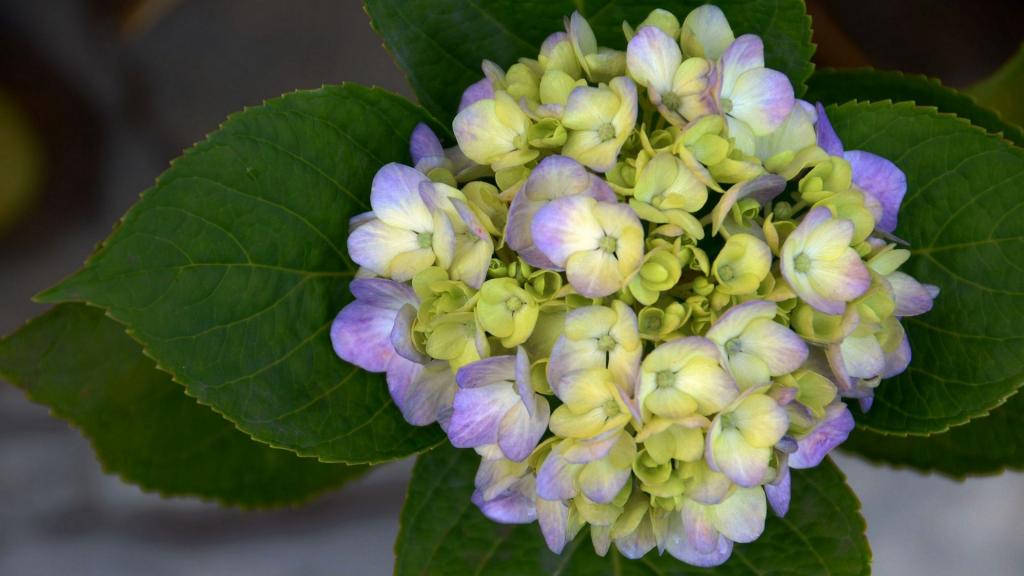 高清绣球花图片