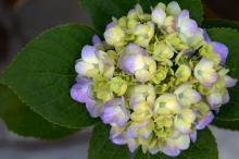 高清绣球花图片