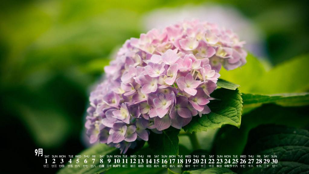 2018年9月四季花卉唯美图片日历