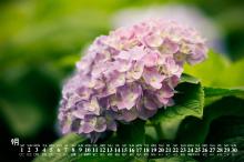 2018年9月四季花卉唯美图片日历