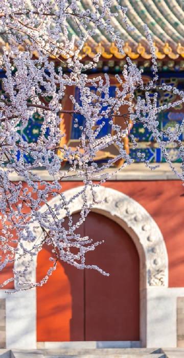 2020古建繁花,阐福寺山桃花