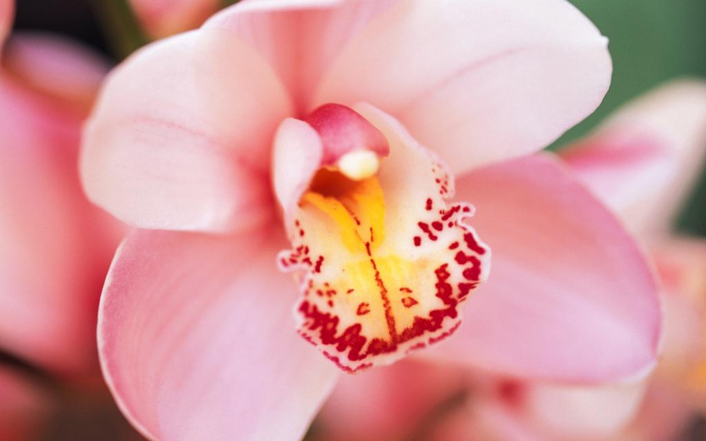宽屏阳光下的鲜花特写