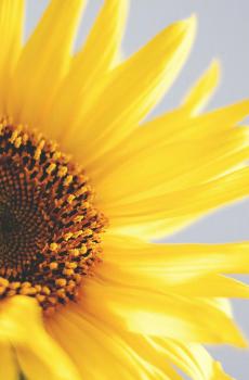 清新唯美向日葵