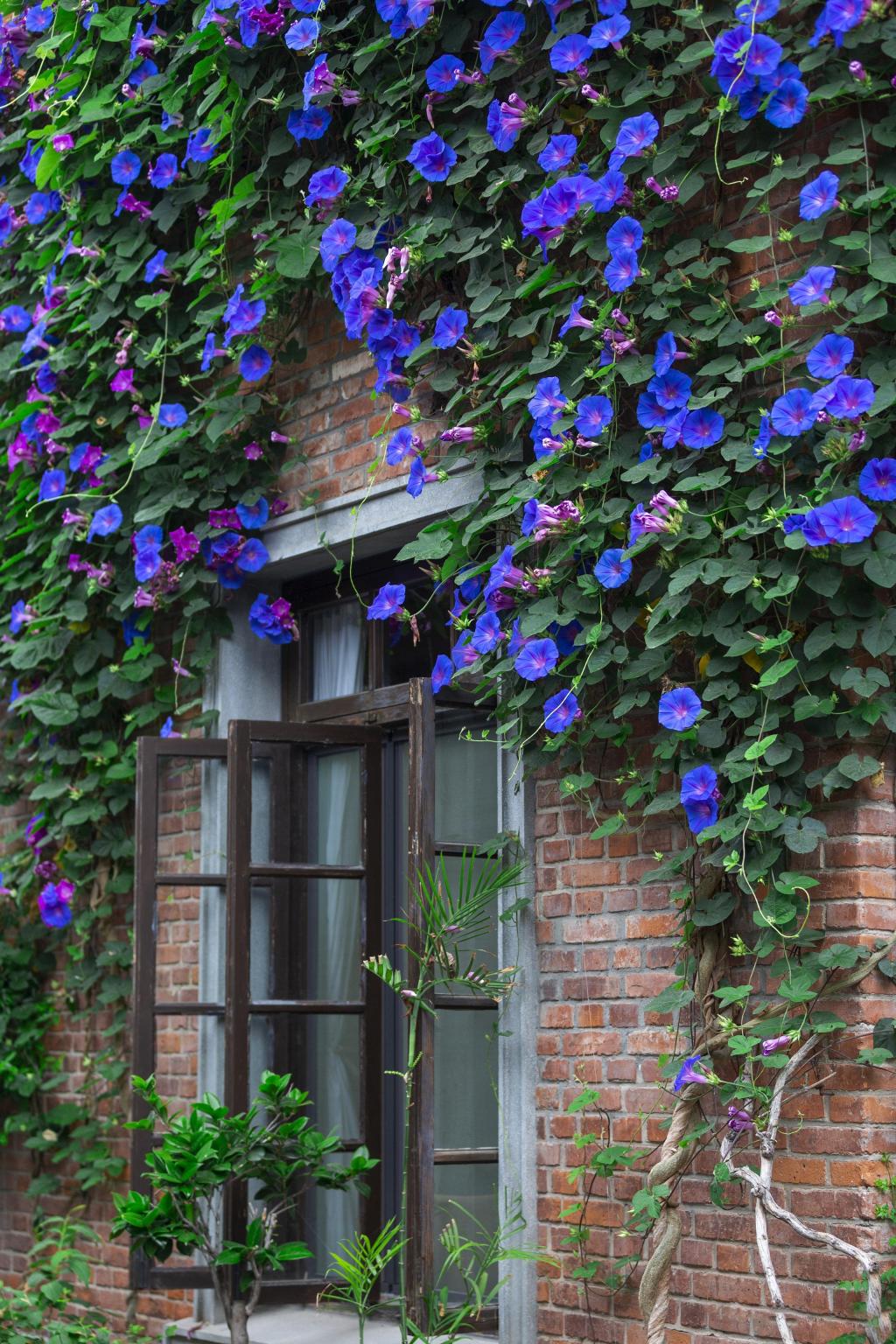 南京古城唯美牵牛花随拍