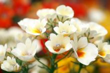 色彩艳丽的鲜花特写