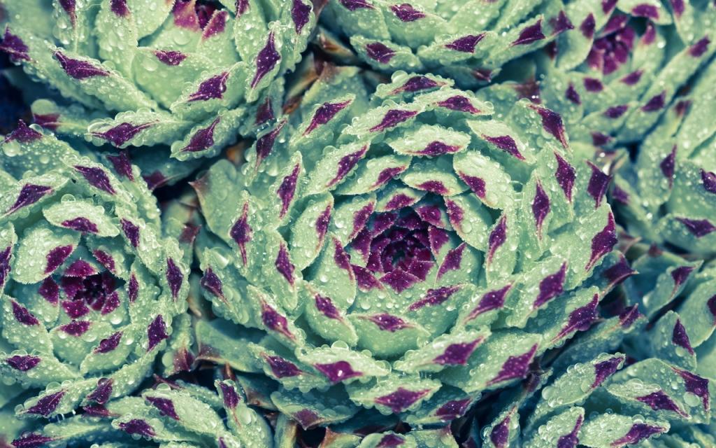 肉肉植物特写图片