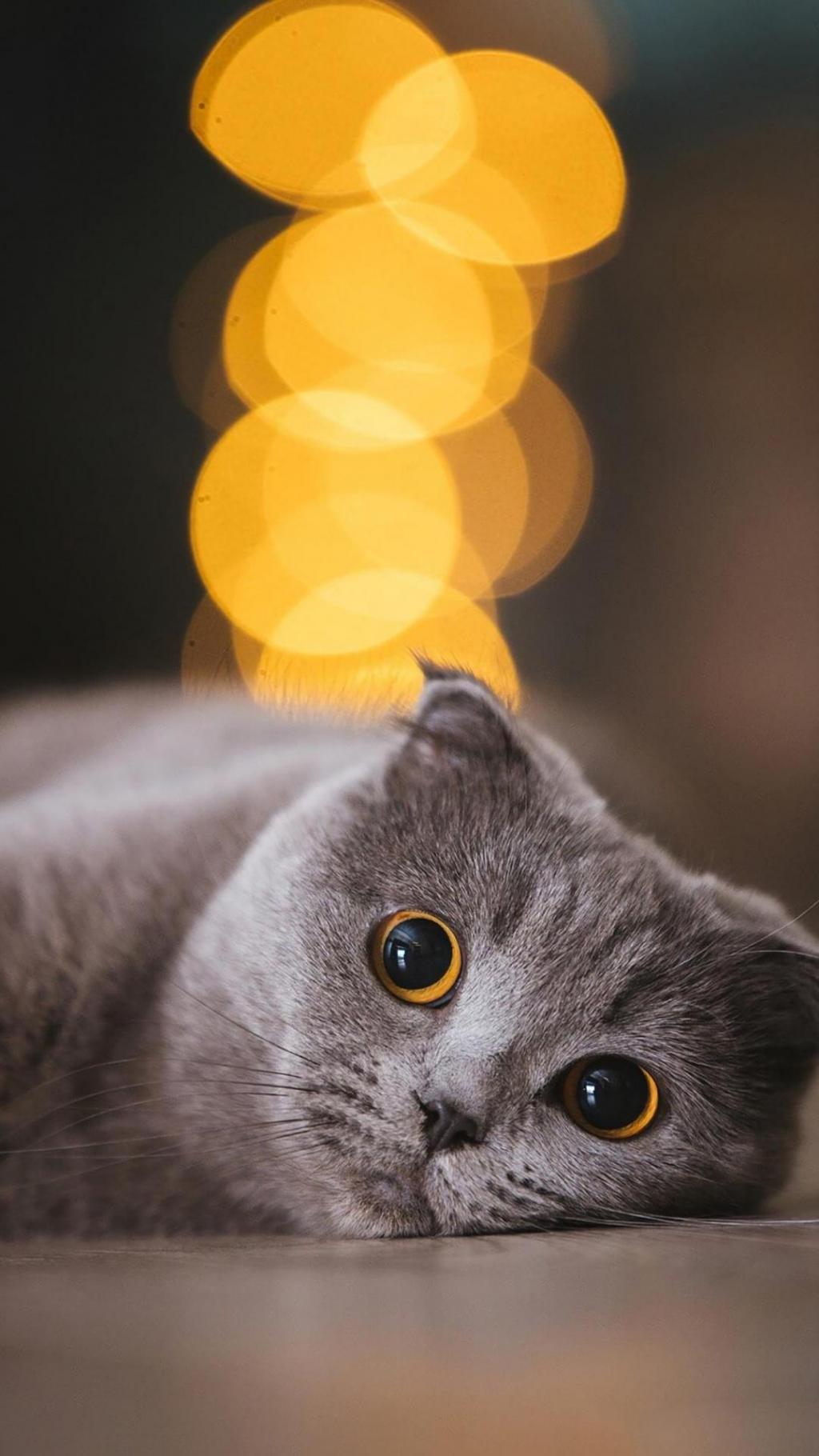 超级治愈系活泼可爱的小猫咪