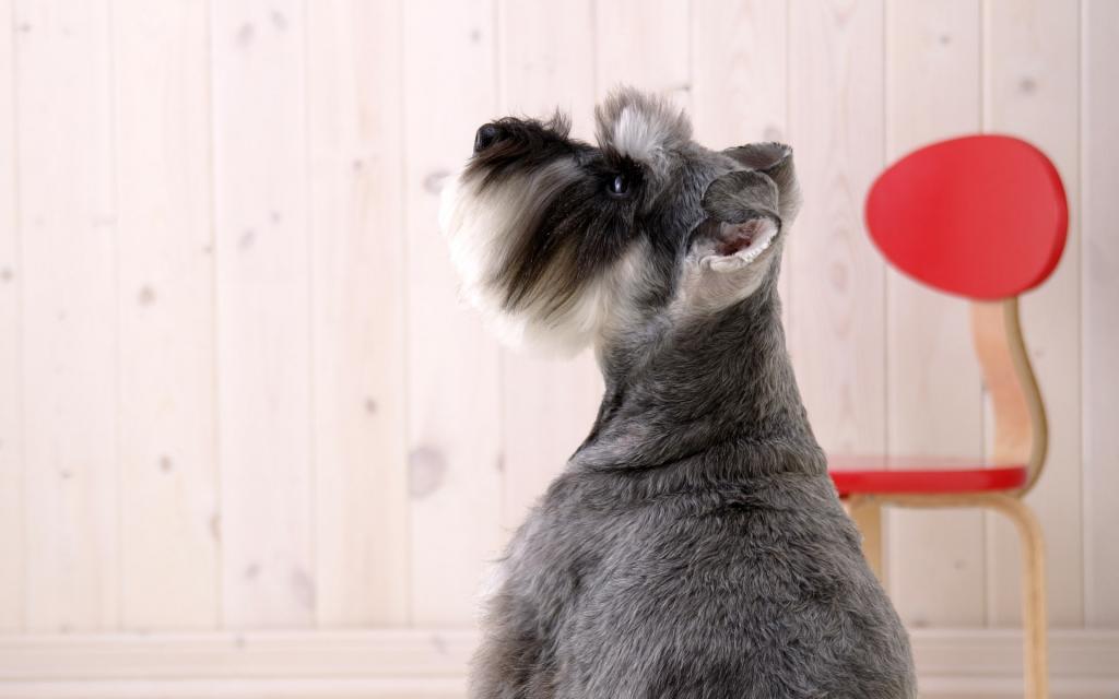 呆萌小狗写真