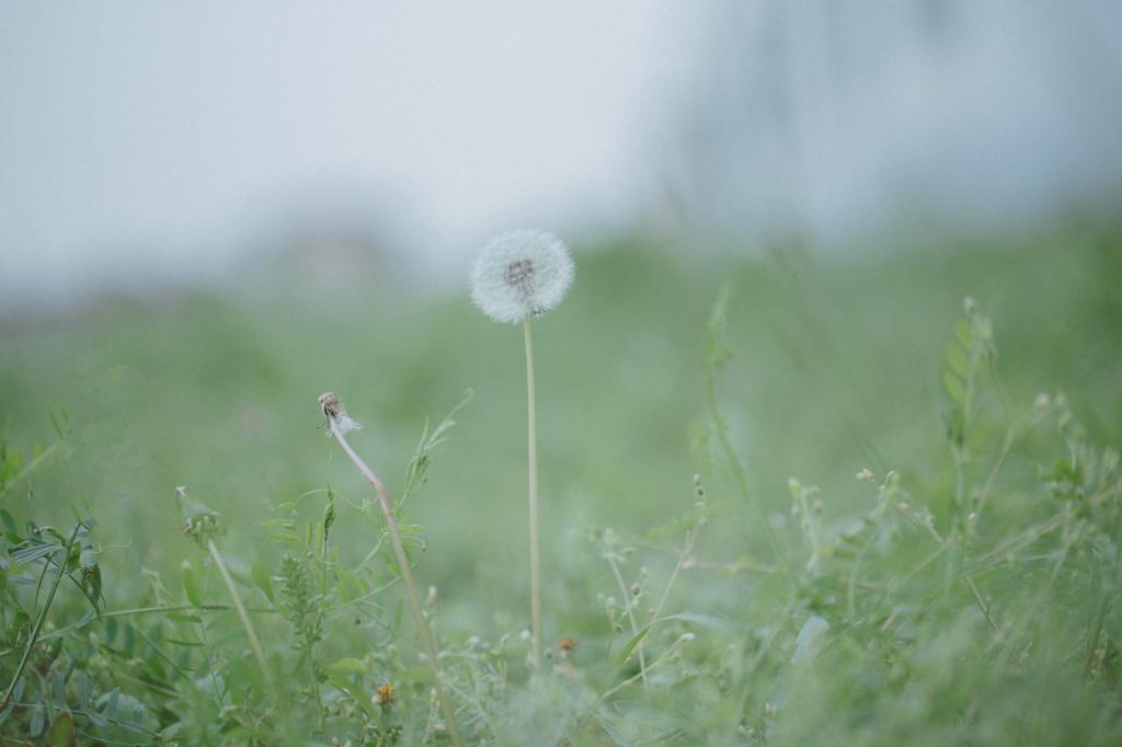 清新养眼治愈系户外植物微距摄影