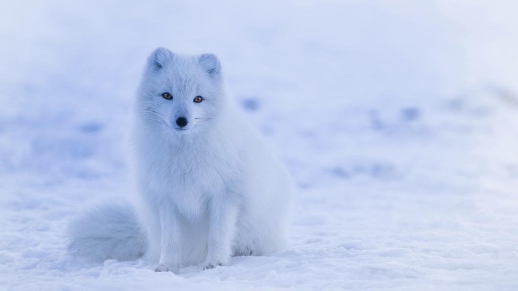 雪地狐狸