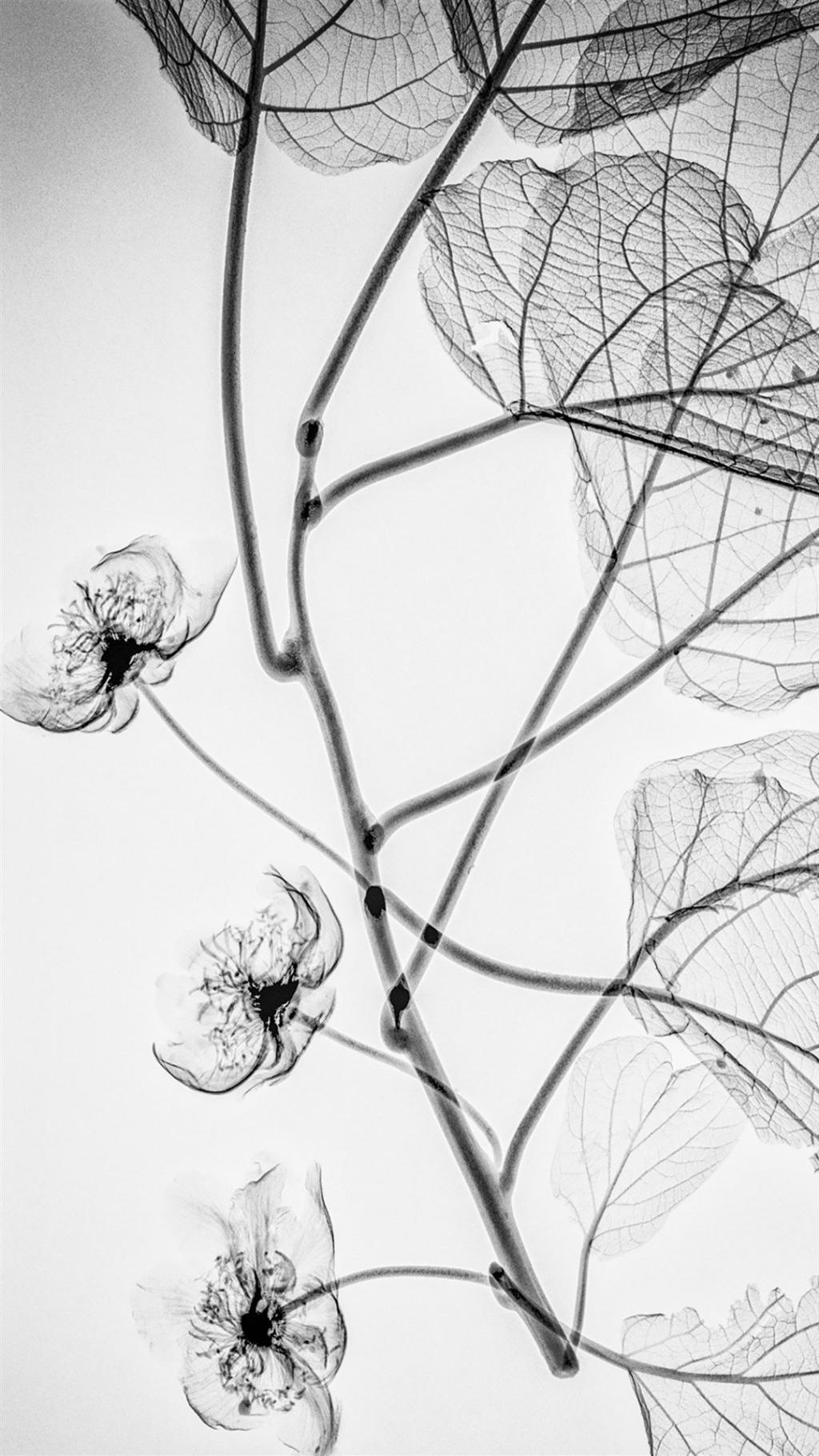 唯美灰色系植物枝干