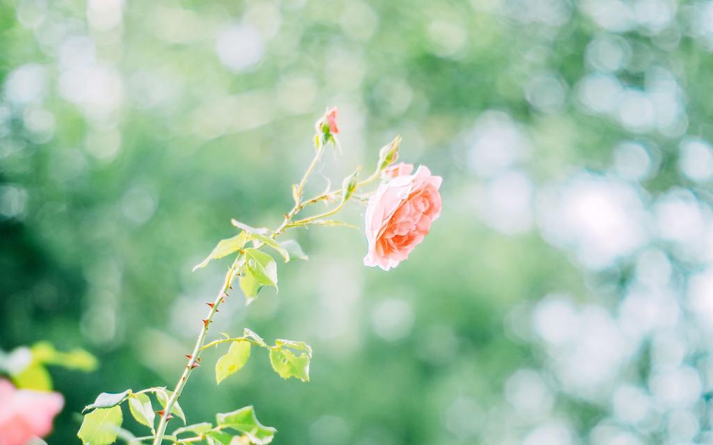 清凉的夏季来了