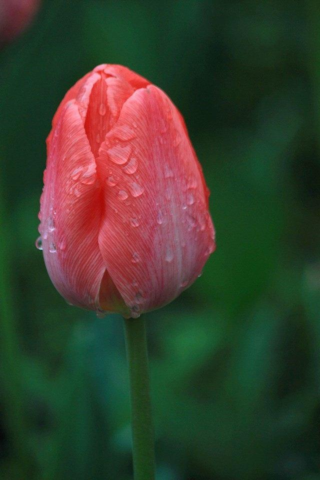 郁金香唯美写真