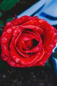 红色娇艳玫瑰