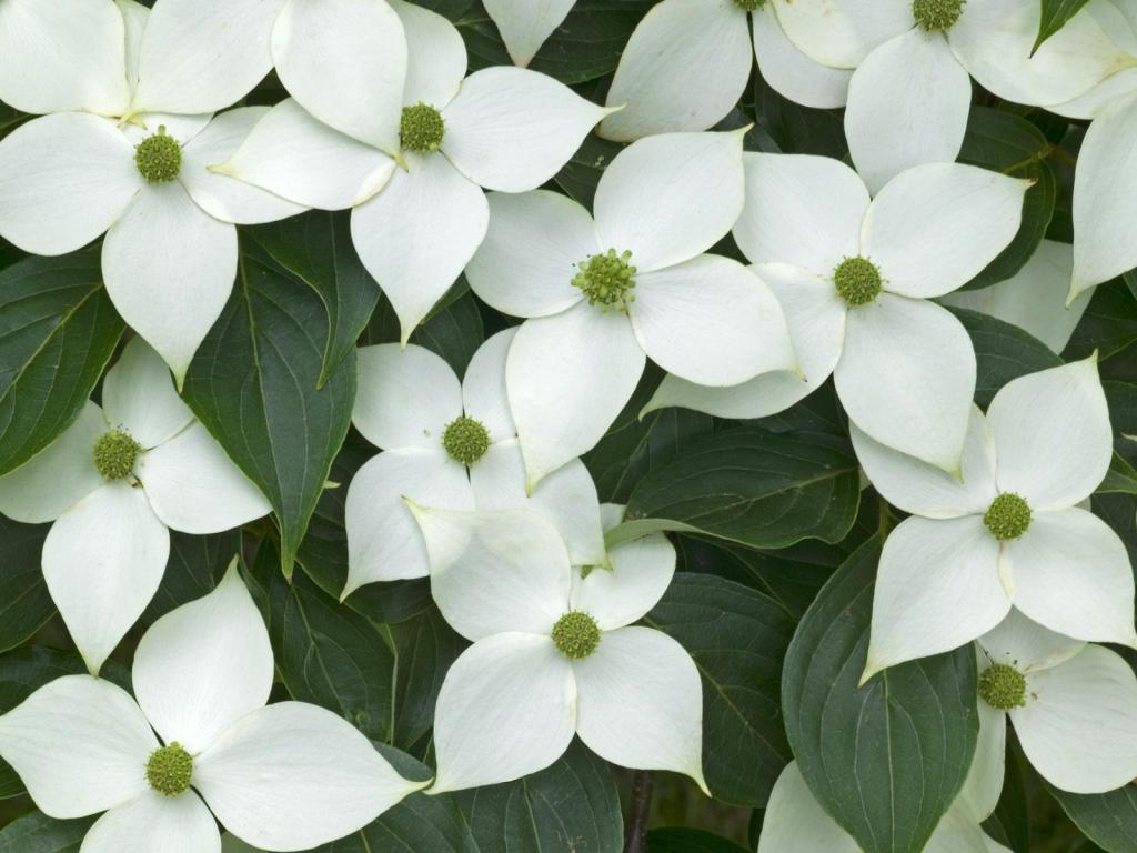 落英缤纷鲜花