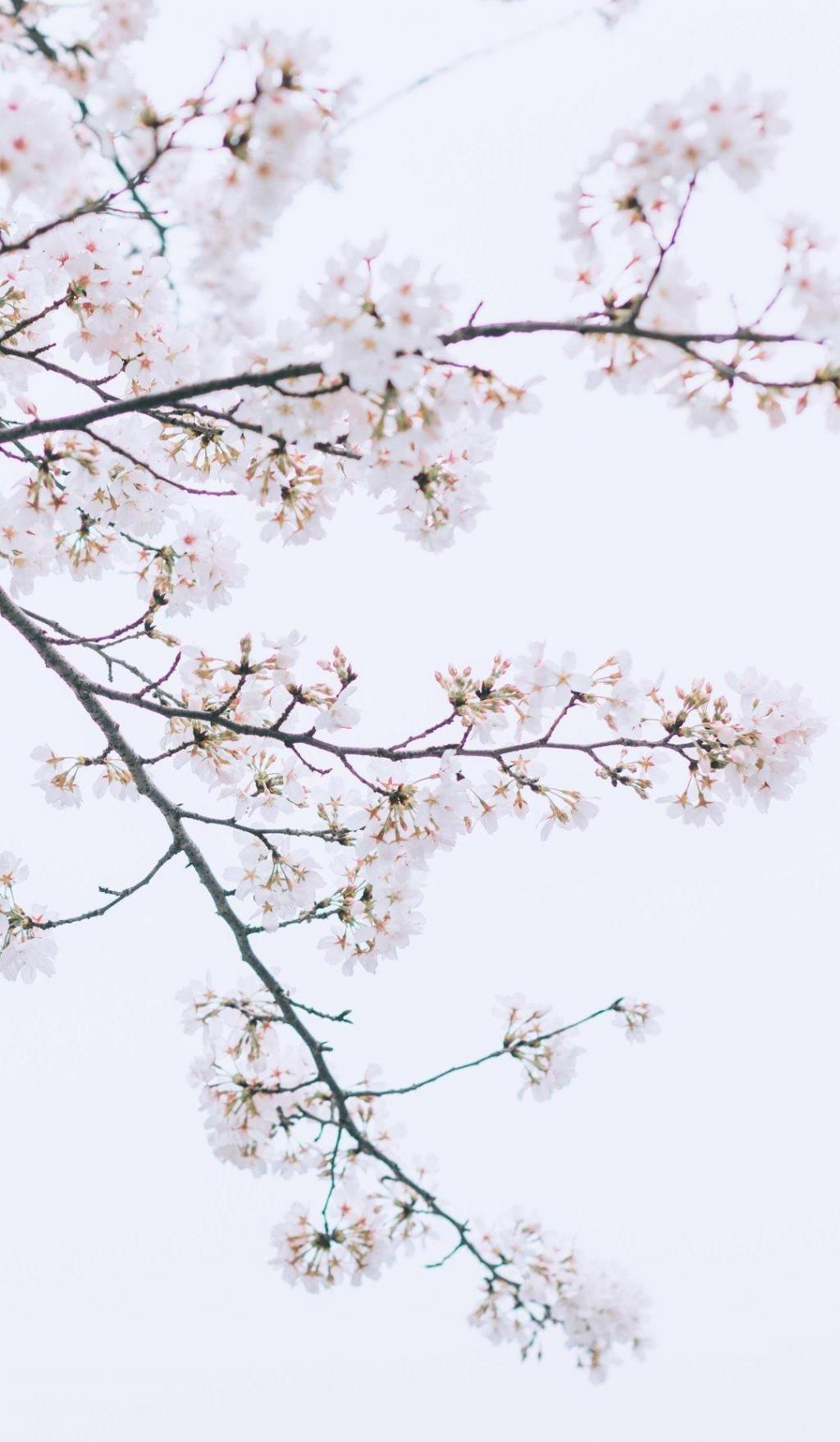 武汉大学樱花盛开时