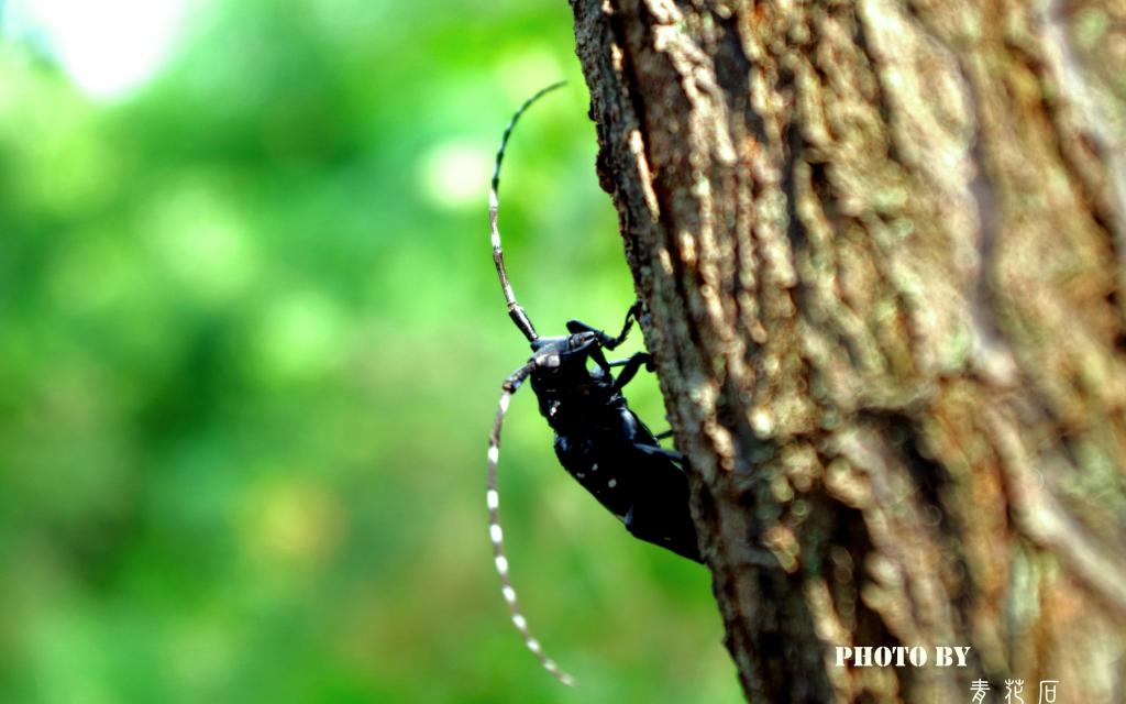 大自然绿色风景写真