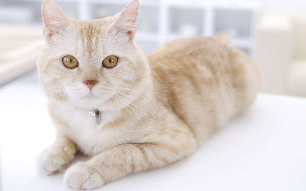 可爱的美国短毛猫写真