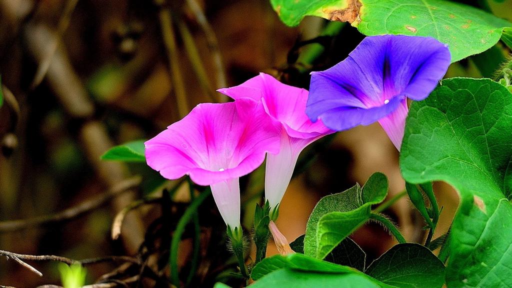 植物牵牛花