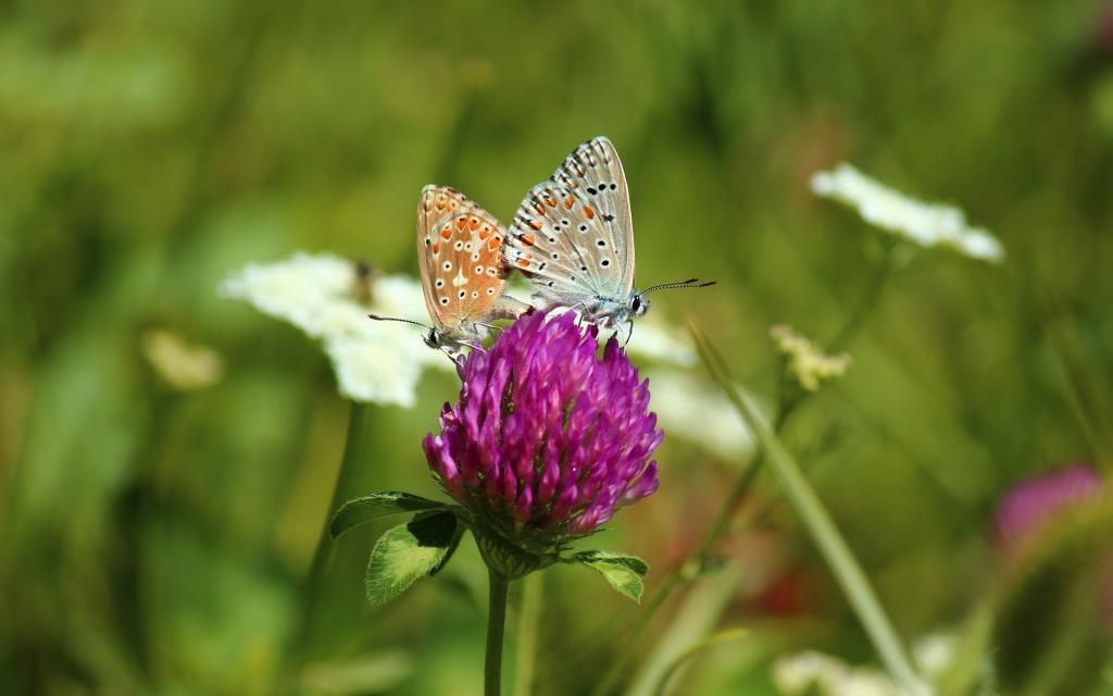 绿色护眼植物写真