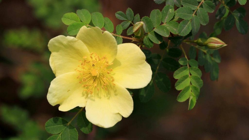 蔷薇科黄色刺玫花