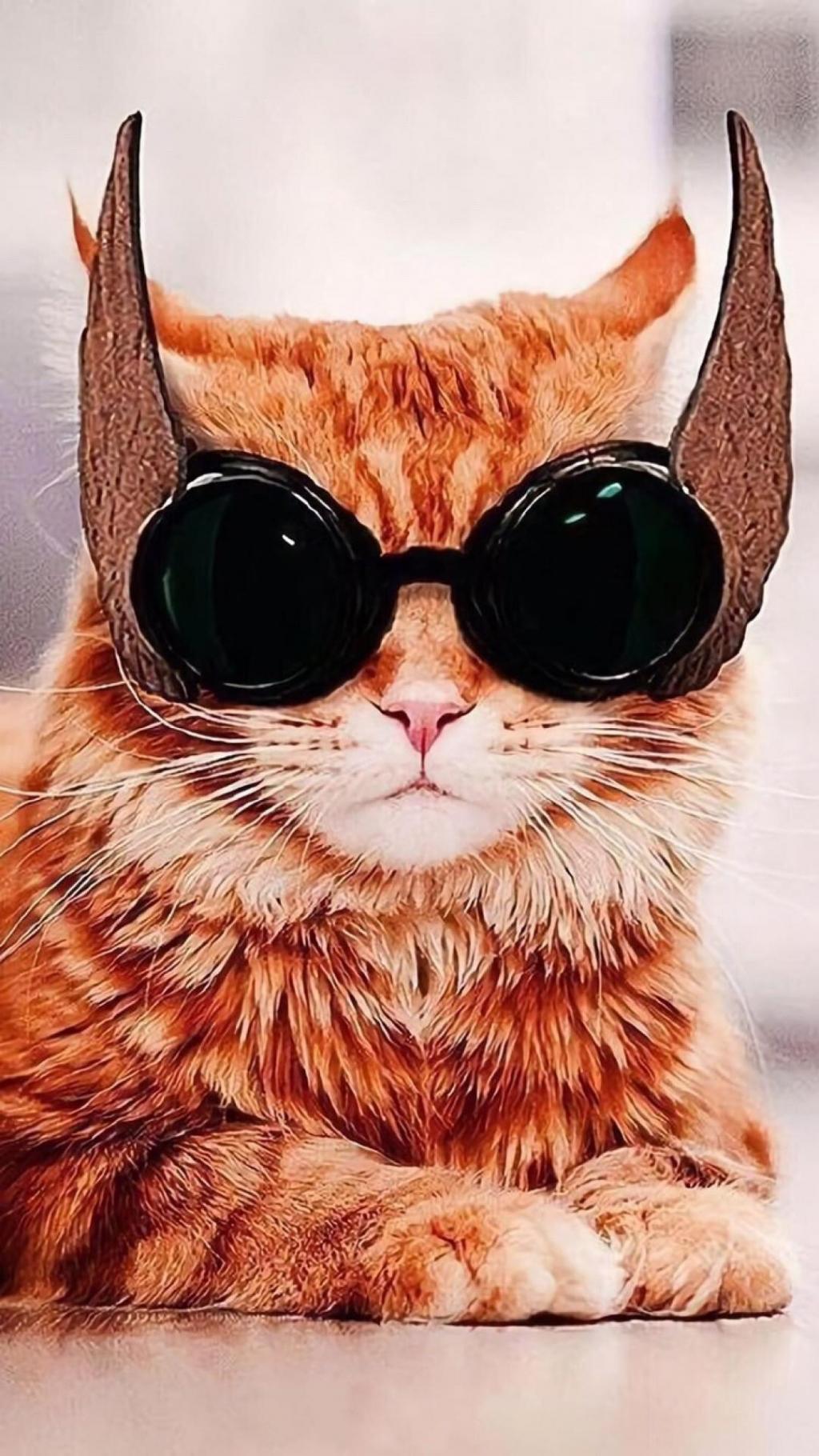 猫咪主子的日常