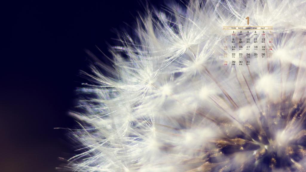 2019年1月自由飞翔的蒲公英日历