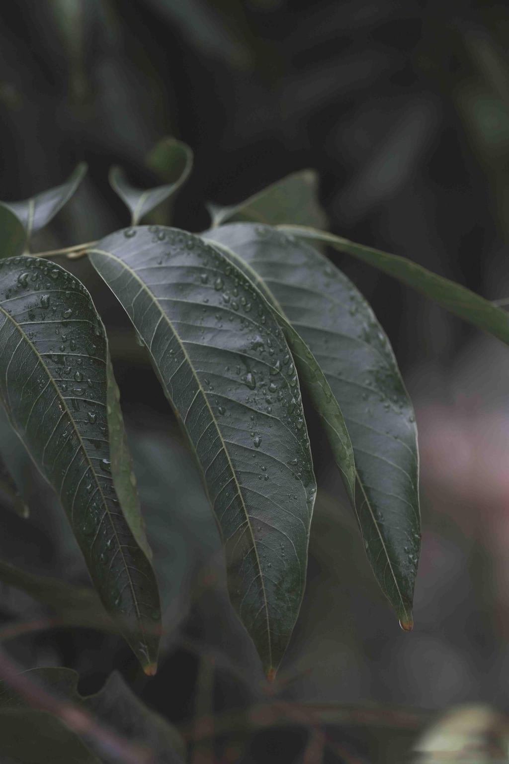 微凉秋意唯美无患子迷人风光